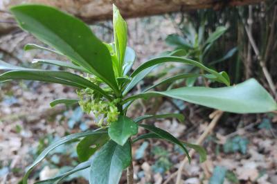 Thymelaeaceae