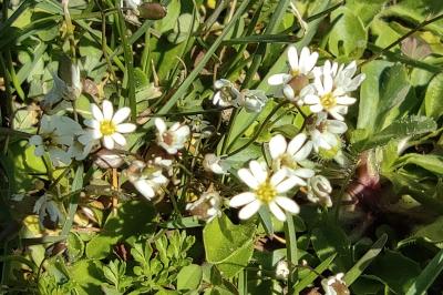 <i>Draba verna</i>