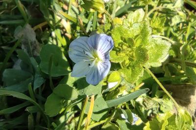 <i>Veronica persica</i>