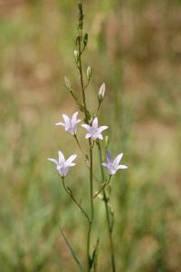 <i>Campanula rapunculus</i>