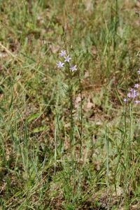 <i>Campanula rapunculus</i>