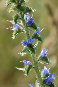 <i>Echium vulgare</i>