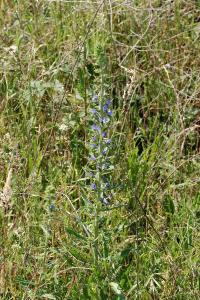 <i>Echium vulgare</i>