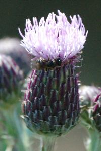 <i>Cirsium arvense</i>