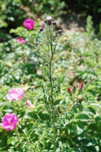 <i>Cirsium arvense</i>