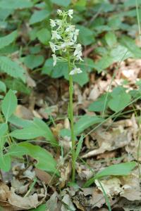 <i>Platanthera chlorantha</i>