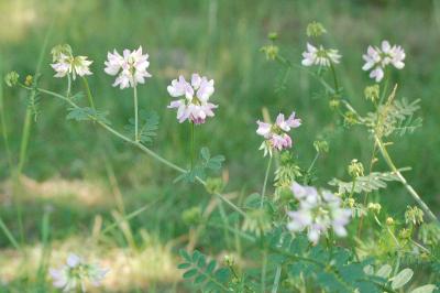 <i>Coronilla varia</i>
