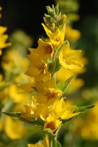 <i>Lysimachia punctata</i>