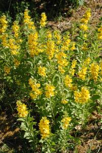 <i>Lysimachia punctata</i>