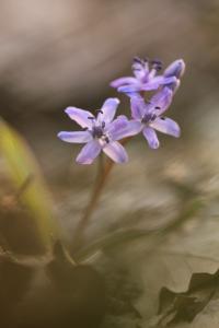 <i>Scilla bifolia</i>