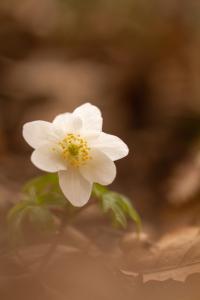 <i>Anemone nemorosa</i>