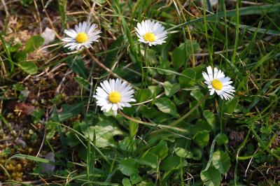 <i>Bellis perennis</i>