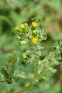 <i>Senecio vulgaris</i>