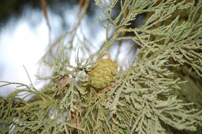 <i>Sequoiadendron giganteum</i>