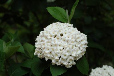 <i>Viburnum x carlcephalum</i>