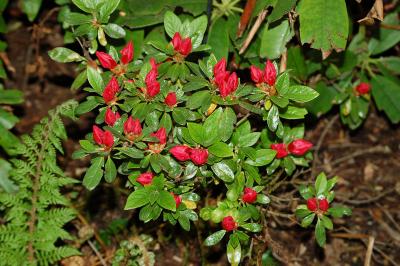 <i>Rhododendron japonicum</i>