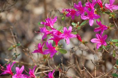 <i>Rhododendron japonicum</i>