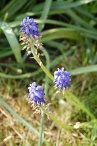 <i>Muscari armeniacum</i>