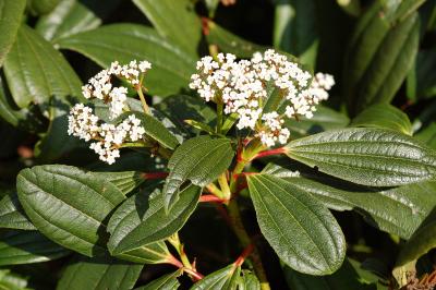 <i>Viburnum davidii</i>