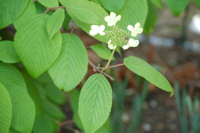 <i>Viburnum plicatum</i>