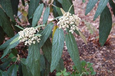 <i>Viburnum rhytidophyllum</i>