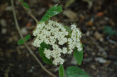 <i>Viburnum rhytidophyllum</i>