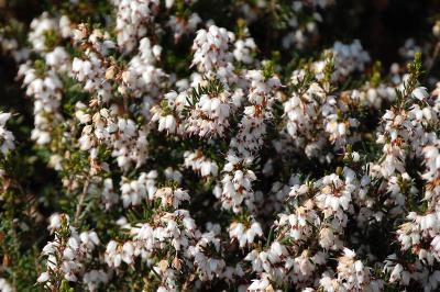<i>Erica cinerea</i>