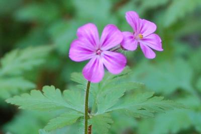 <i>Geranium robertianum</i>