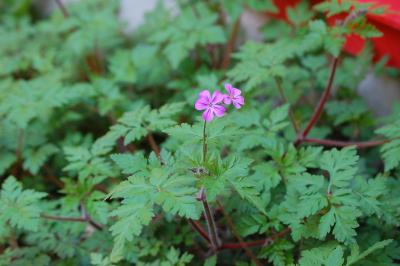<i>Geranium robertianum</i>