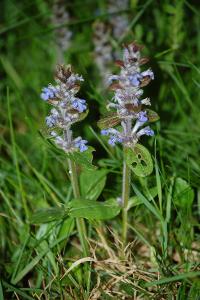 <i>Ajuga reptans</i>