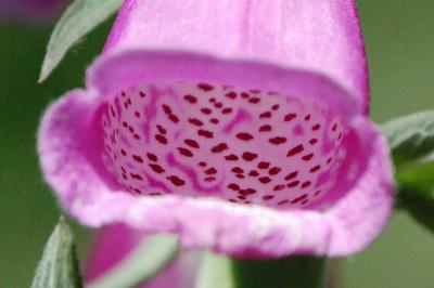 <i>Digitalis purpurea</i>