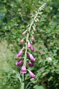 <i>Digitalis purpurea</i>