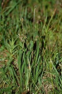 <i>Plantago lanceolata</i>