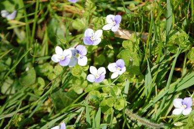 <i>Veronica hederifolia</i>