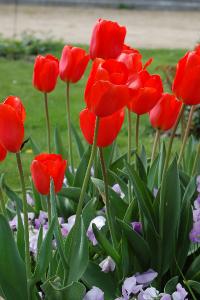 <i>Tulipa gesneriana</i>