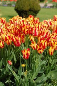 <i>Tulipa gesneriana</i>