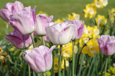 <i>Tulipa gesneriana</i>