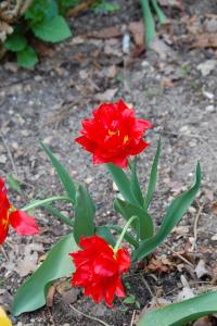 <i>Tulipa</i>