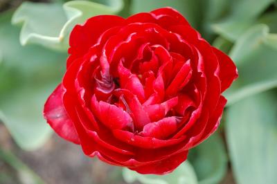 <i>Tulipa</i>