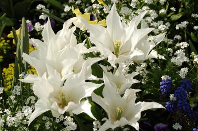 <i>Tulipa</i>