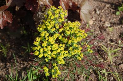 <i>Euphorbia cyparissias</i>