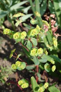 <i>Euphorbia amygdaloides</i>