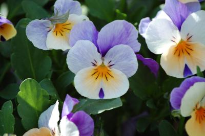 <i>Viola cornuta</i>
