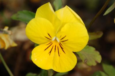 <i>Viola cornuta</i>