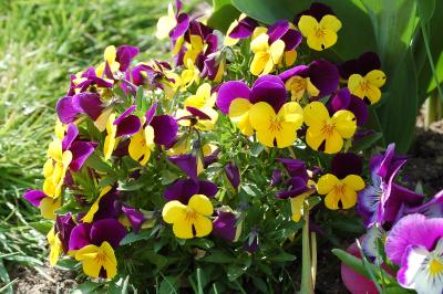 <i>Viola cornuta</i>