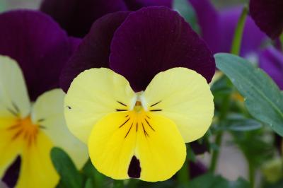 <i>Viola cornuta</i>