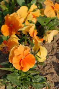 <i>Viola cornuta</i>
