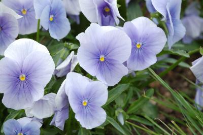 <i>Viola x wittrockiana</i>