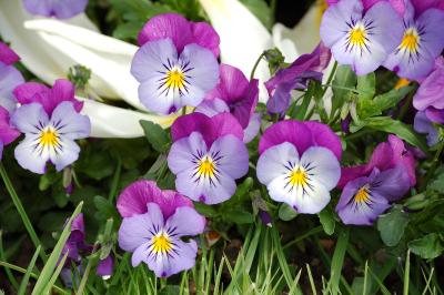 <i>Viola x wittrockiana</i>