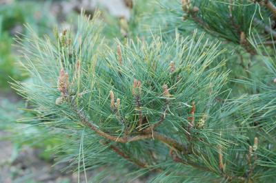 <i>Pinus densiflora</i>